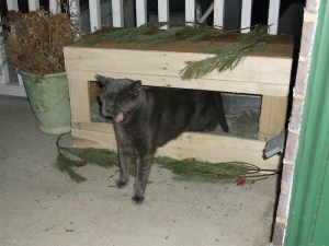 porch cat at christmas